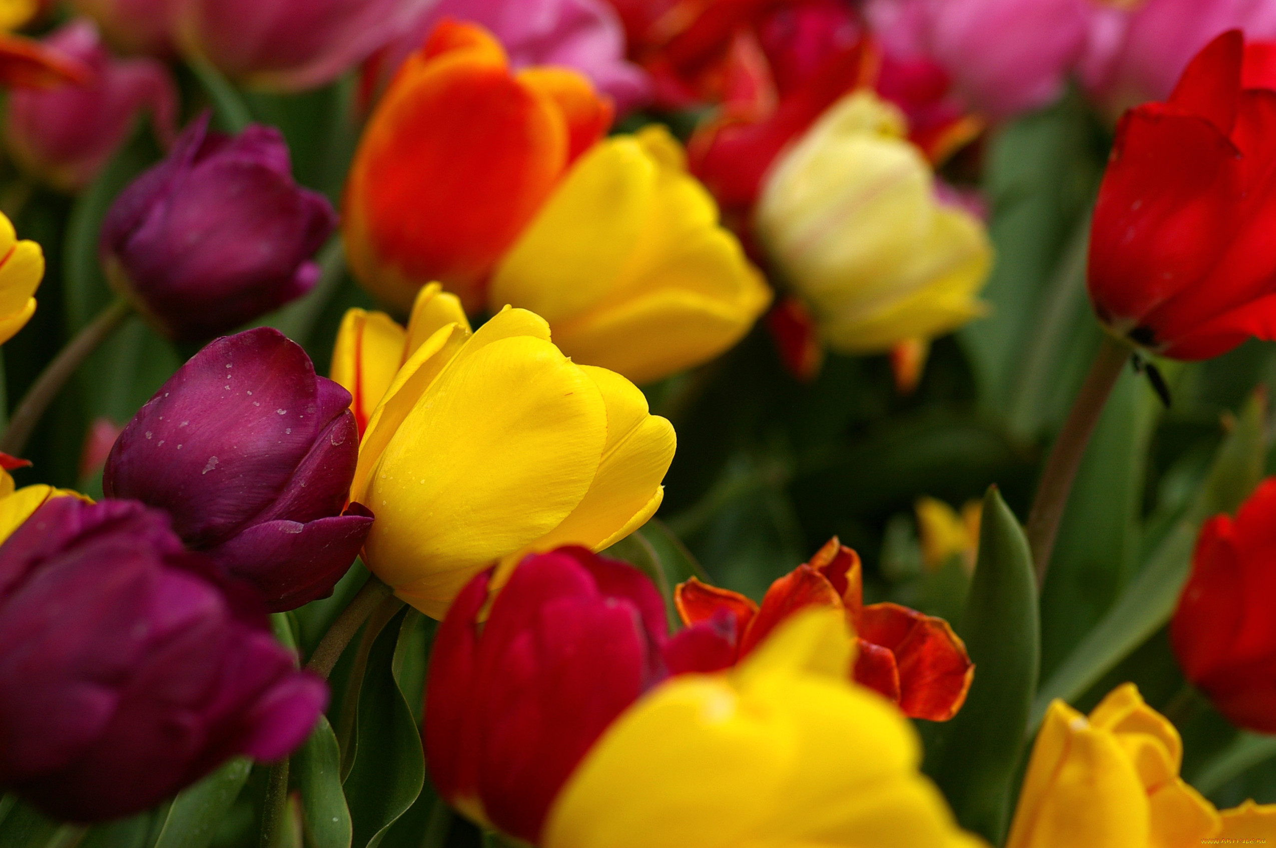 Тюльпаны на рабочий стол телефона. Цветы тюльпаны. Тюльпаны разноцветные. Яркие тюльпаны. Цветы тюльпаны разноцветные.